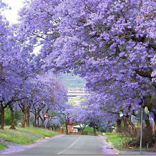 Paulownia Tree Landscape